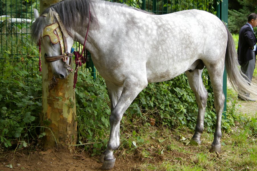 Les chevaux marocains: Les Chevaux Marocains 087